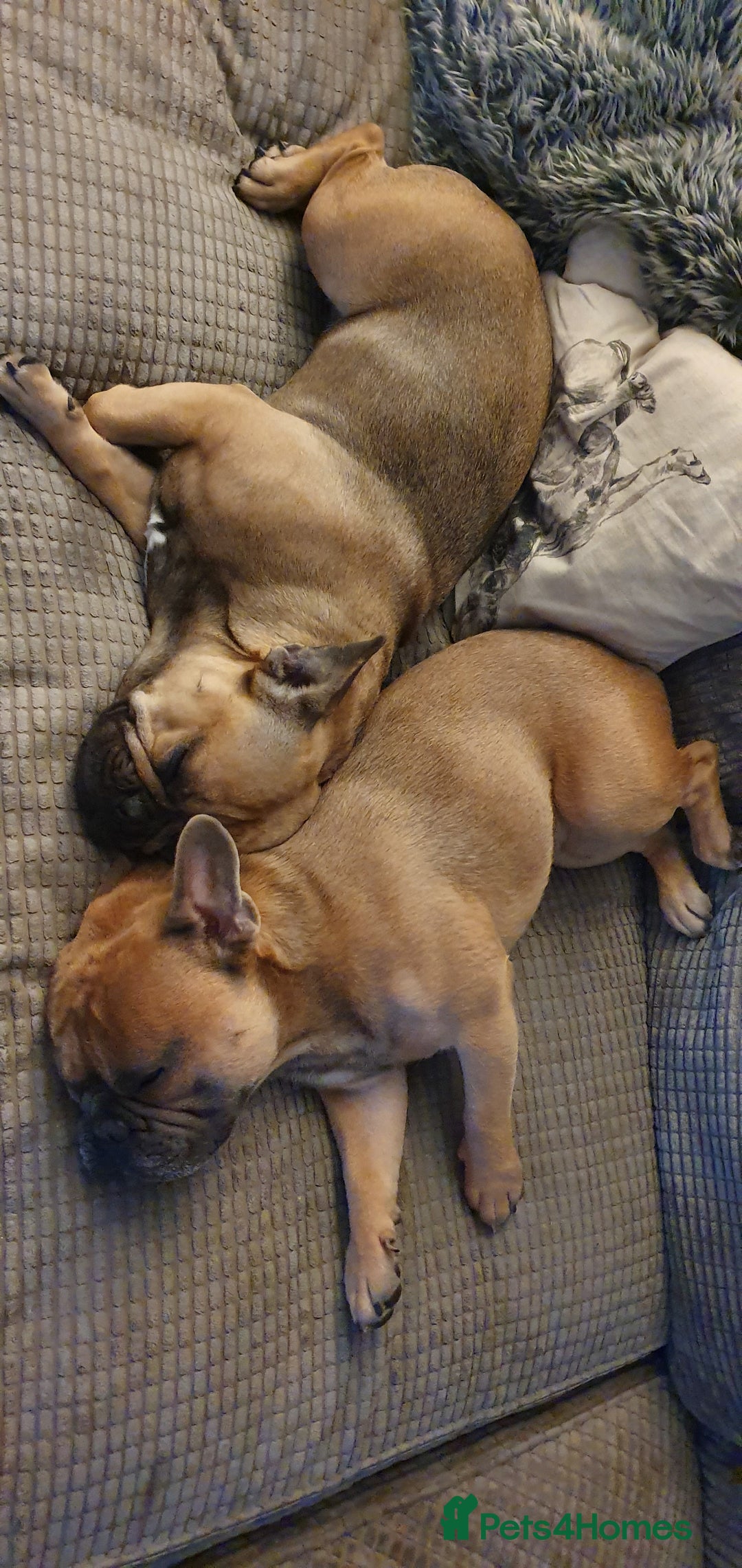French Bulldog dogs for sale: 4 Chunky Male French Bulldogs - Image 16