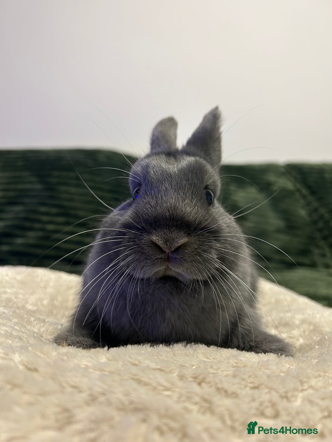 Netherland Dwarf rabbits for sale: Netherland dwarf brothers ready to go  - Advert 5