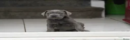Cane Corso dogs for sale: 1 Female blue beautiful cane corso pup 9 weeks old - Advert 2