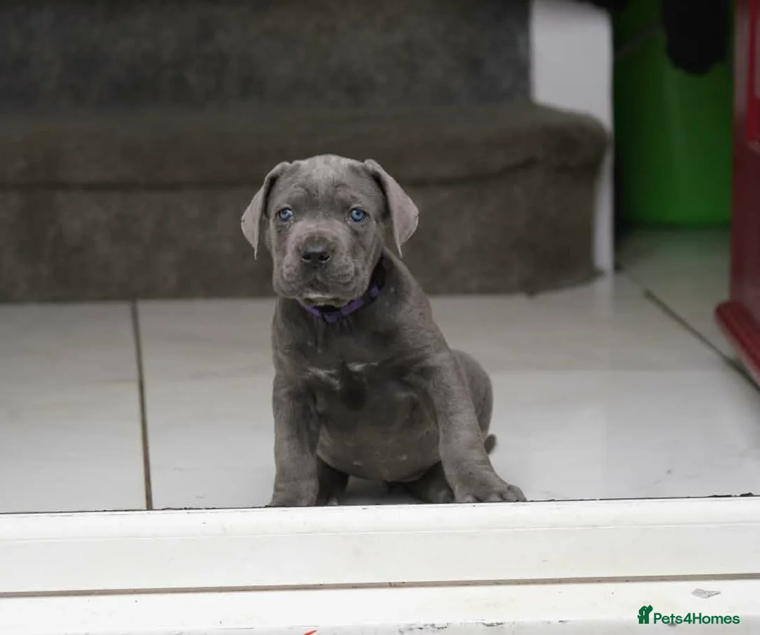 Cane Corso dogs for sale: 1 Female blue beautiful cane corso pup 9 weeks old - Advert 2