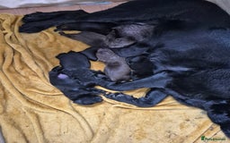 Labrador Retriever dogs for sale: 4 labrador puppies - Image 1