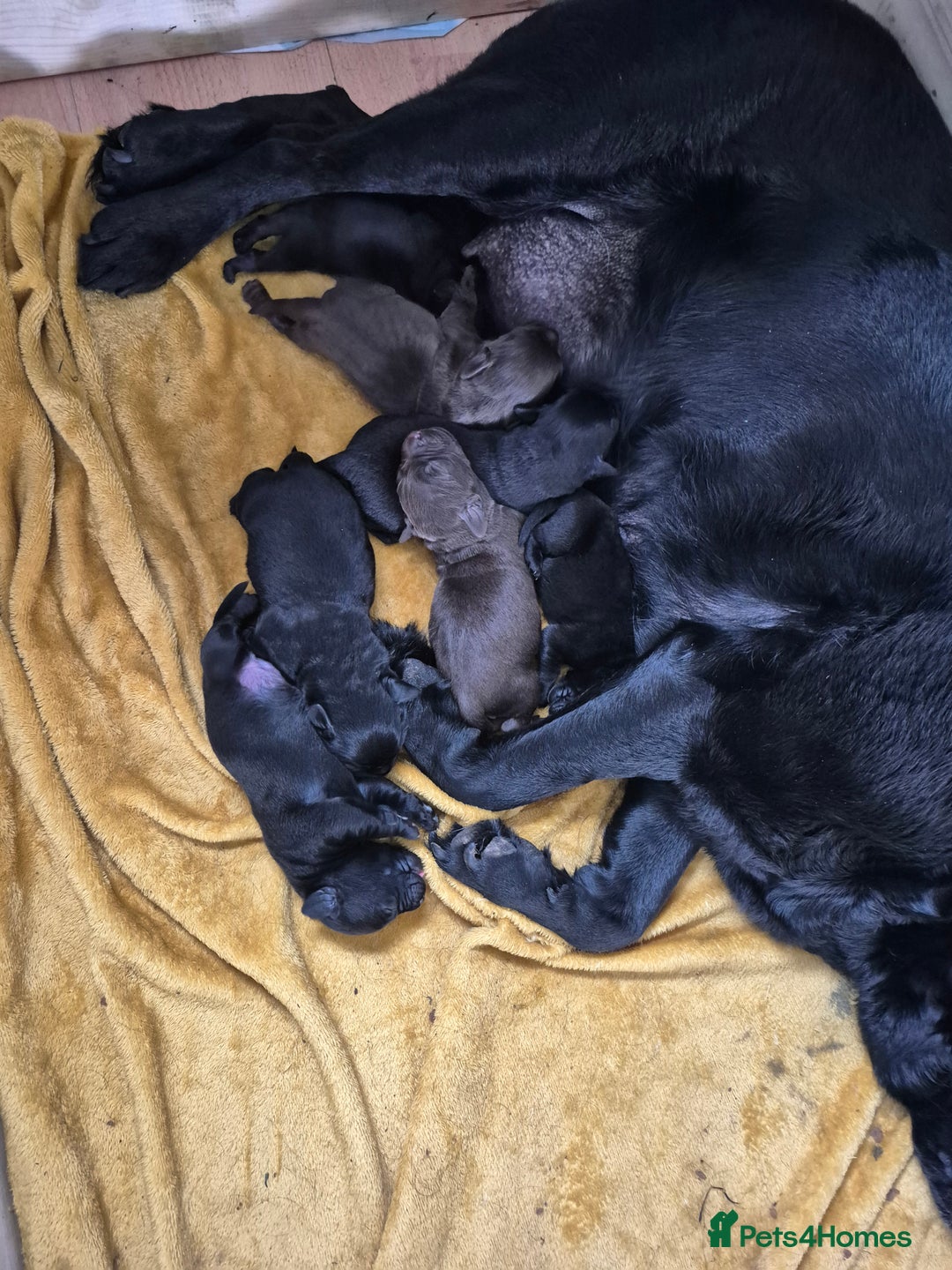 Labrador Retriever dogs for sale: 4 labrador puppies - Image 1
