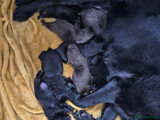 Labrador Retriever dogs - Advert 9