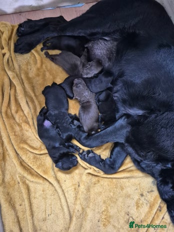 Labrador Retriever dogs - Advert 11