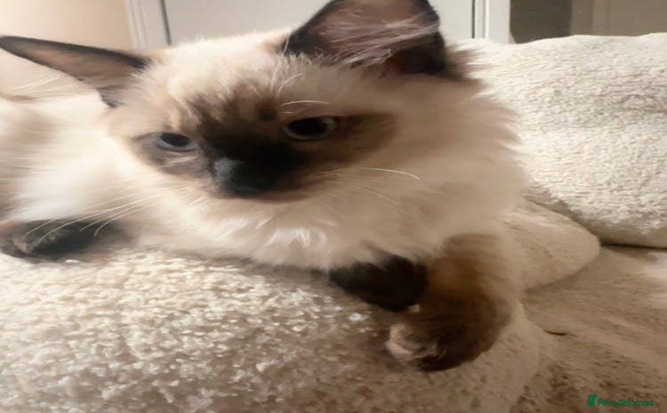 Ragdoll cats - Advert 3