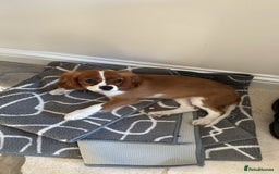 Cavalier King Charles Spaniel dogs for sale: Cavailier puppy for sale - Image 5