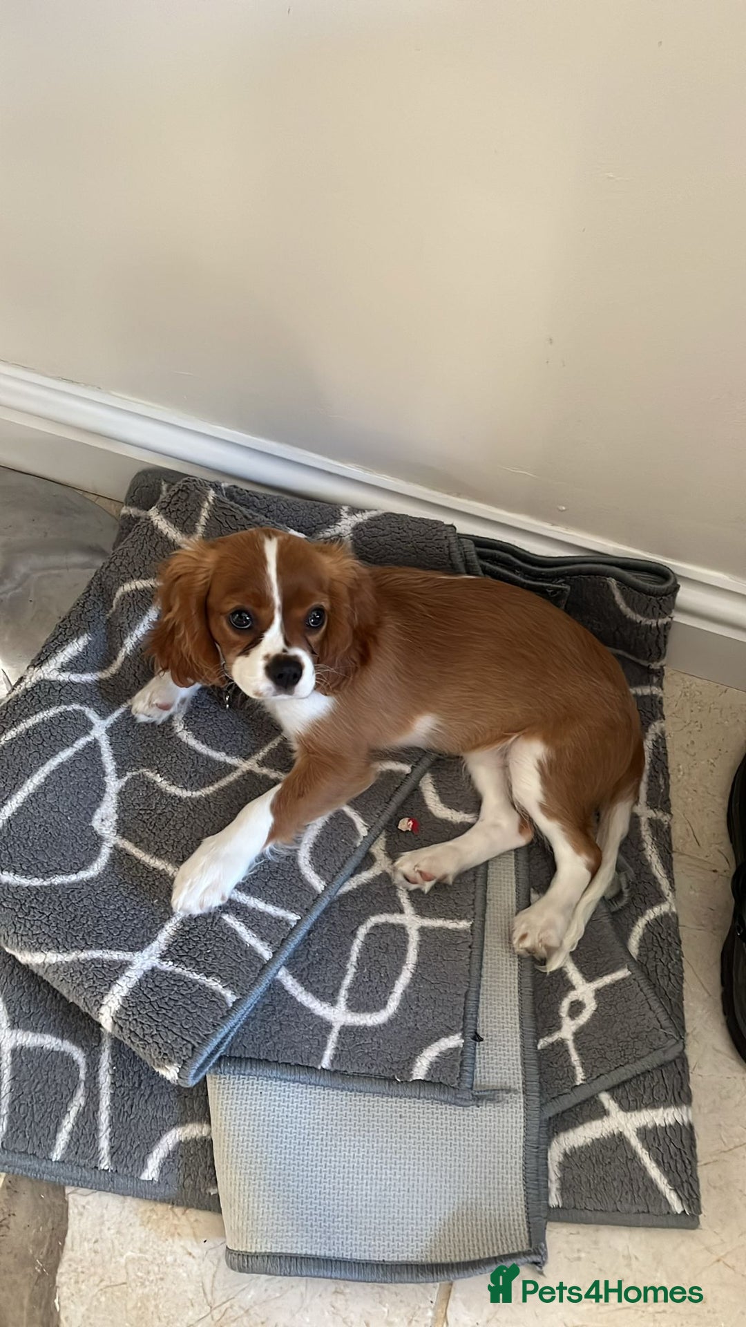 Cavalier King Charles Spaniel dogs for sale: Cavailier puppy for sale - Image 5