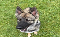 Shepsky dogs for sale: Shepsky  - Image 1