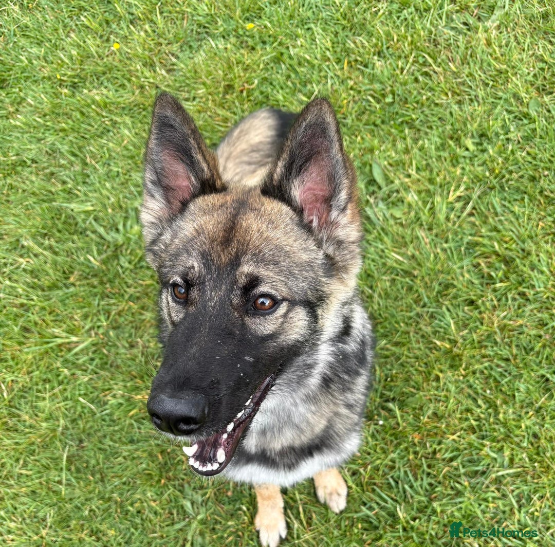 Shepsky dogs for sale: Shepsky  - Image 1