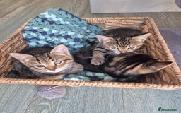 Bengal cats for sale: Bengal cross kittens - Image 12