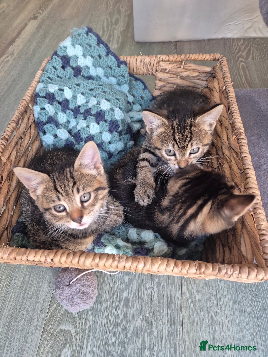 Bengal cats for sale: Bengal cross kittens - Image 12