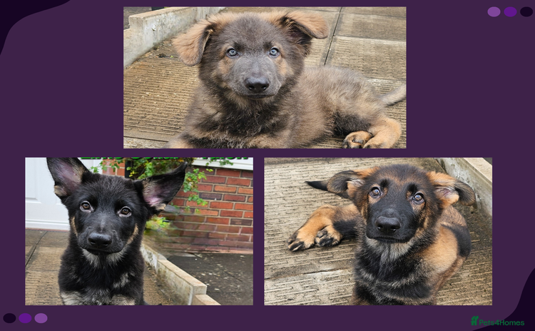German Shepherd dogs - Advert 1