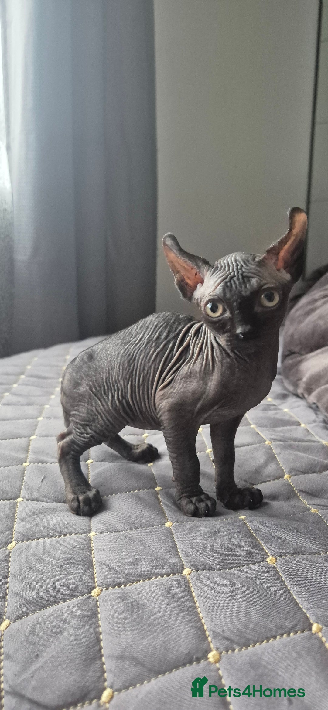 Sphynx cats for sale: Black elf and silver elf princesses - Advert 5