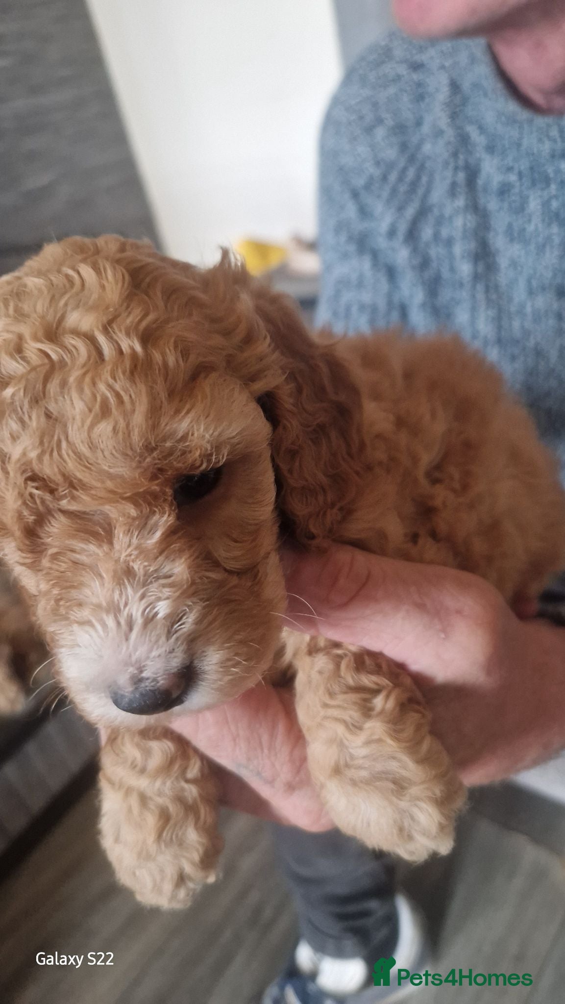 Cockapoo dogs F1 b cockapoos   - Advert 2