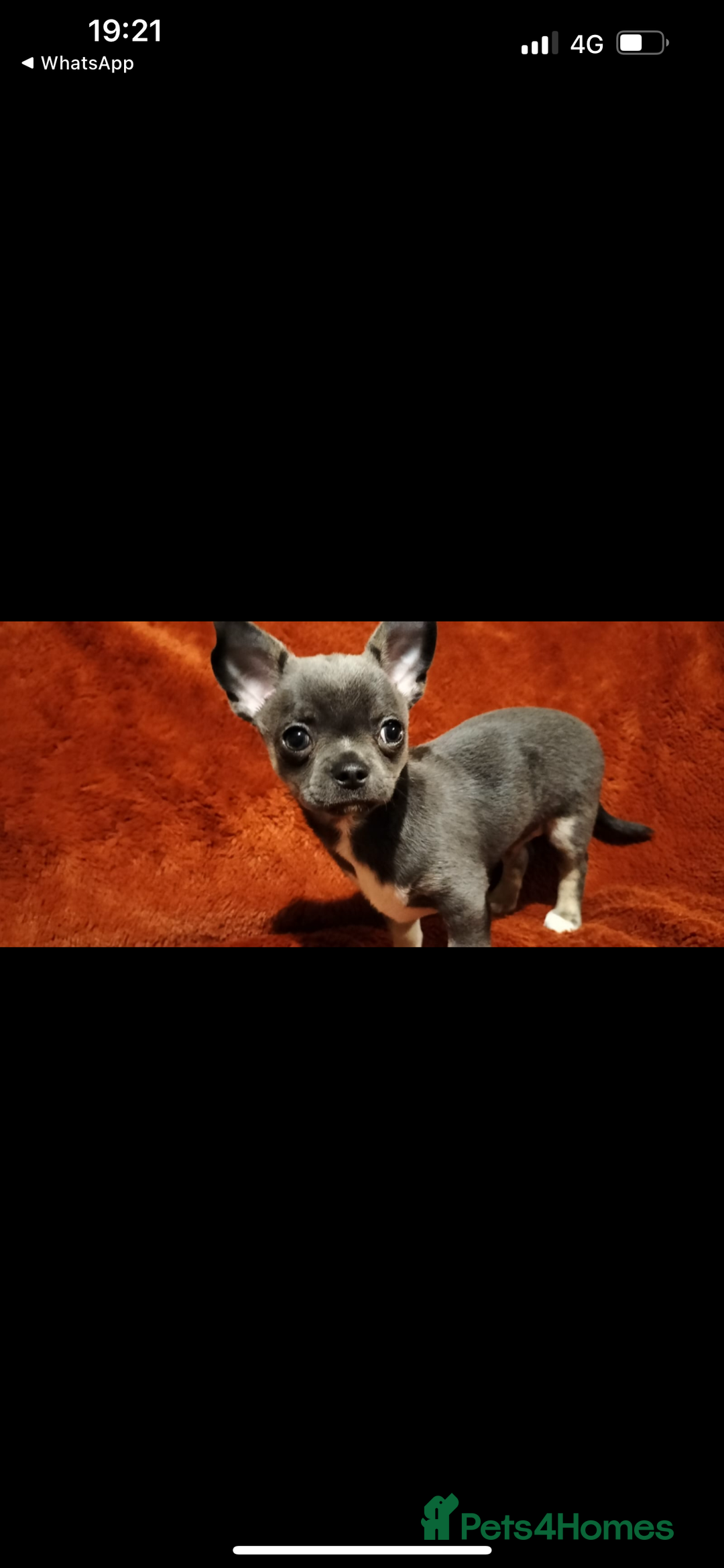 Chihuahua dogs for stud: Stud only. Full pedigree lilac chihuahua £300 - Advert 21