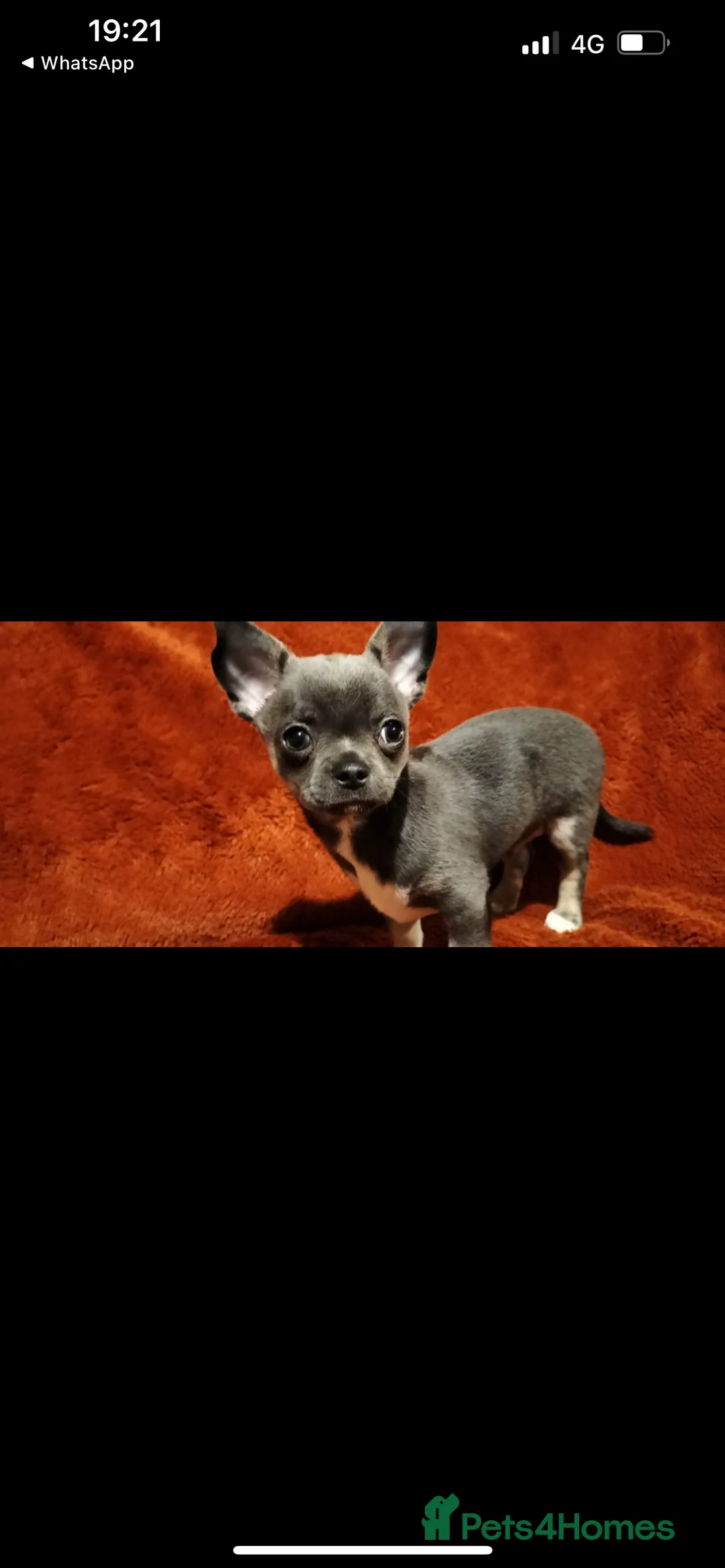 Chihuahua dogs for stud: Stud only. Full pedigree lilac chihuahua £300 - Advert 20