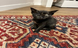 Domestic Shorthair cats for sale: Tortoise Shell Kitten - Image 1