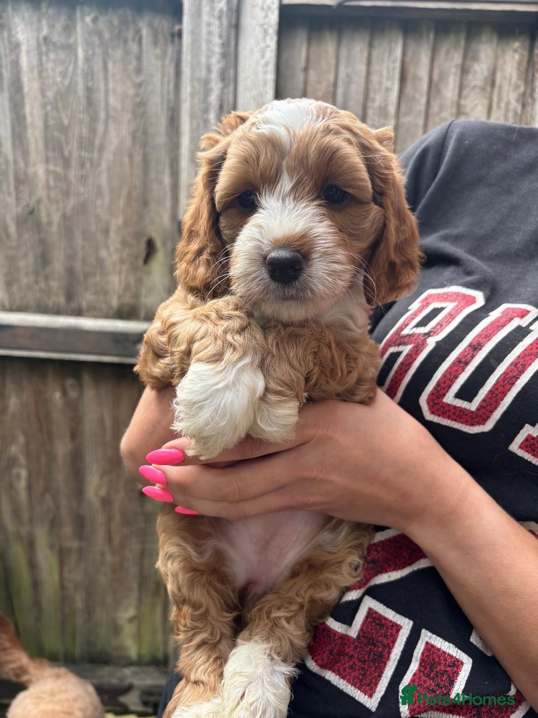 Cockapoo dogs for sale: Beautiful Cockapoo Puppies – Ready Soon  - Image 8