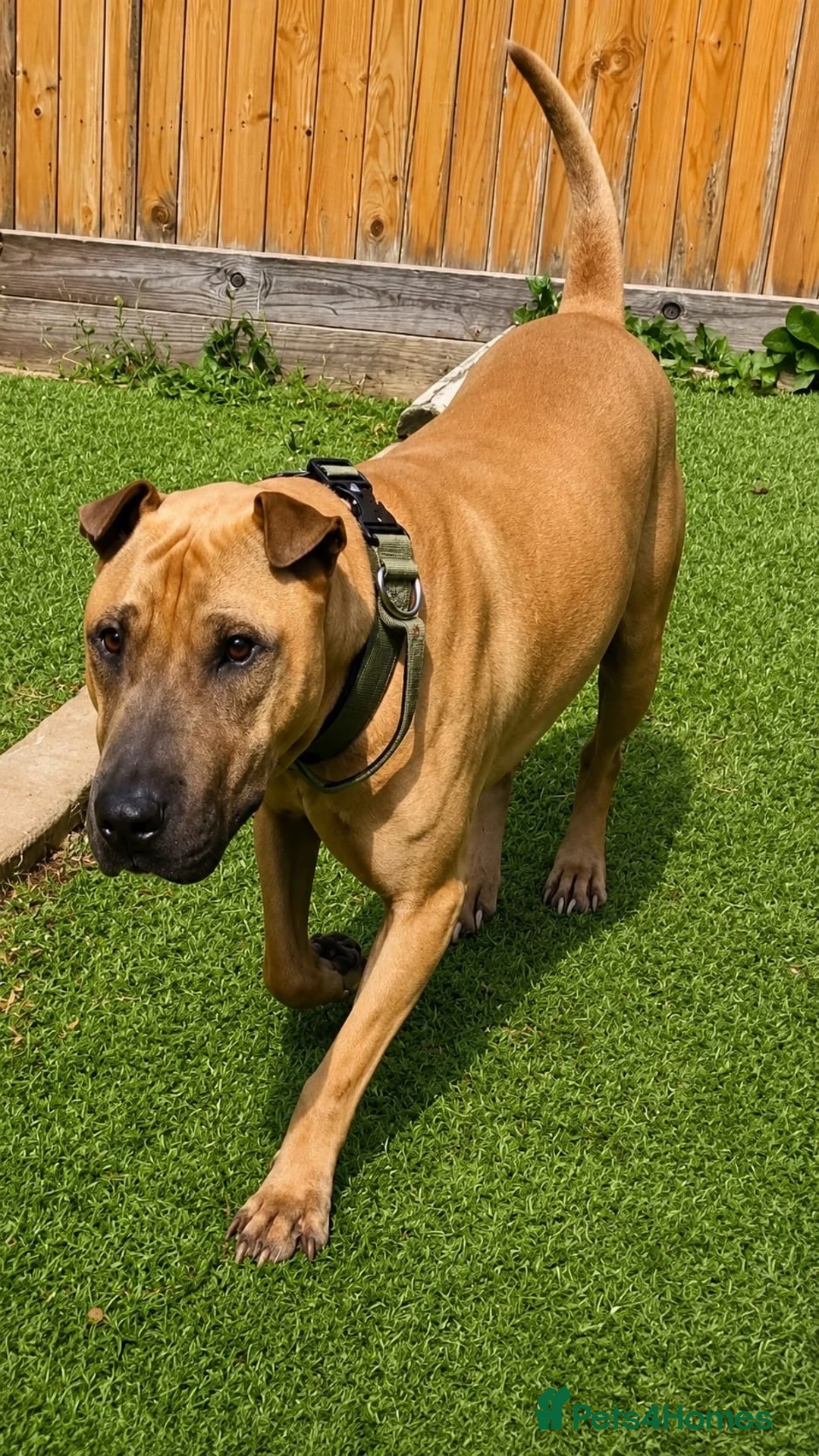Mixed Breed dogs for adoption: 🚨URGENT🚨PLEASE SAVE SOL  - Advert 2