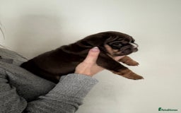 English Bulldog dogs for sale: Stunning KC registered English Bulldogs 4 left - Image 12