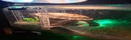 Turtle reptiles for sale: 2 turtles & enclosure - Advert 2