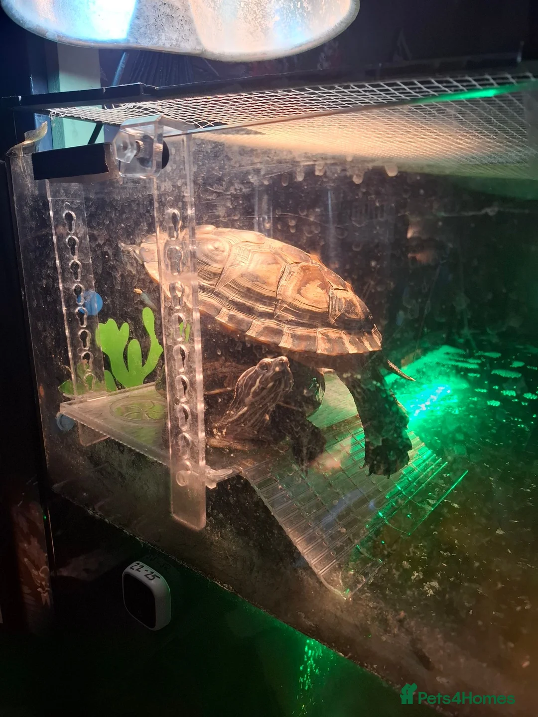 Turtle reptiles for sale: 2 turtles & enclosure - Advert 2