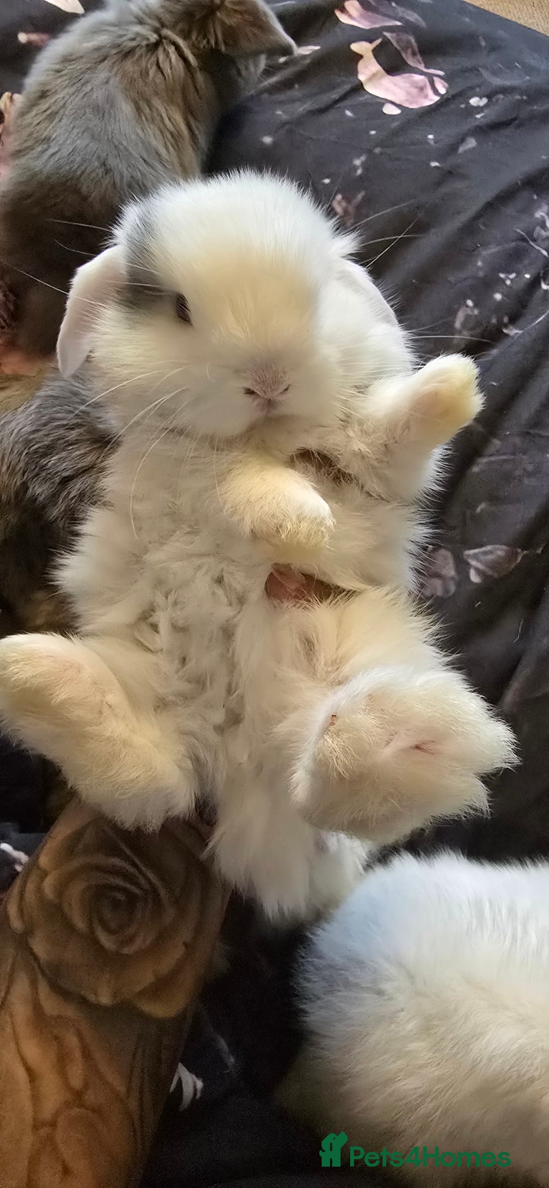 Mini Lop rabbits for sale: Stunning baby lops!  in Stone - Image 18