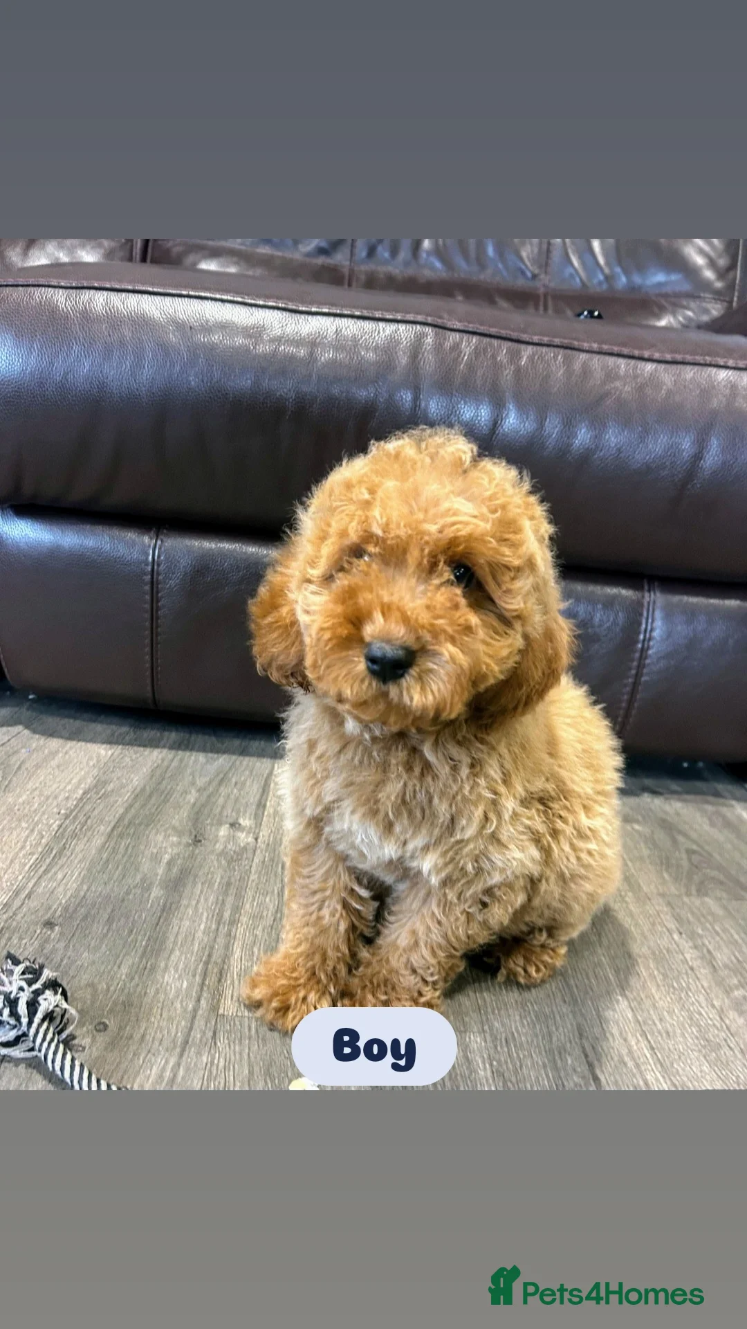 Cavapoo dogs for sale: Adorable Cavapoos ready for their new families 🐾 - Image 30