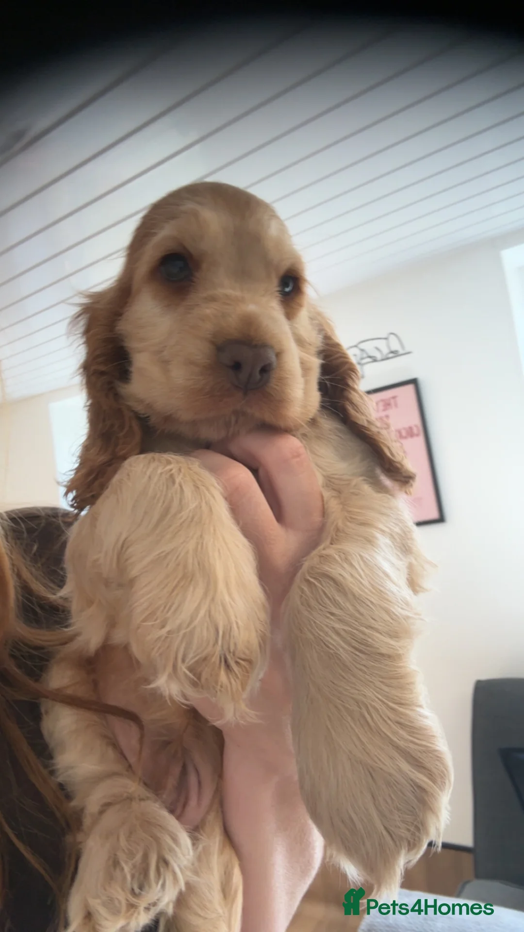 Cocker Spaniel dogs for sale: KC Registered Sable Show cocker spaniels  - Advert 1