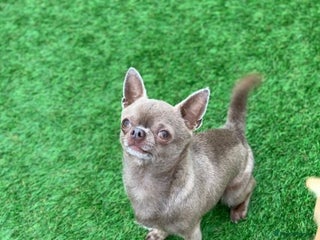 Chihuahua dogs in Leeds - Advert 18