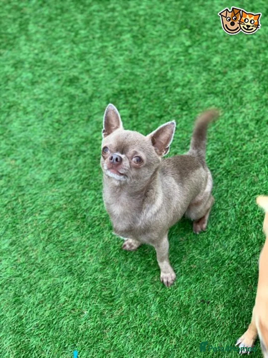 Chihuahua dogs for stud: Lilac KC Shorthaired Stud in Leeds - Advert 1