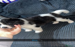 Akita dogs for sale: American Akita puppy’s  - Image 18