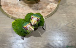 Parrots birds for sale: White fronted amazon baby’s  - Image 1