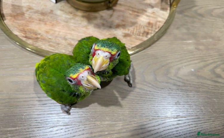 Parrots birds - Advert 2