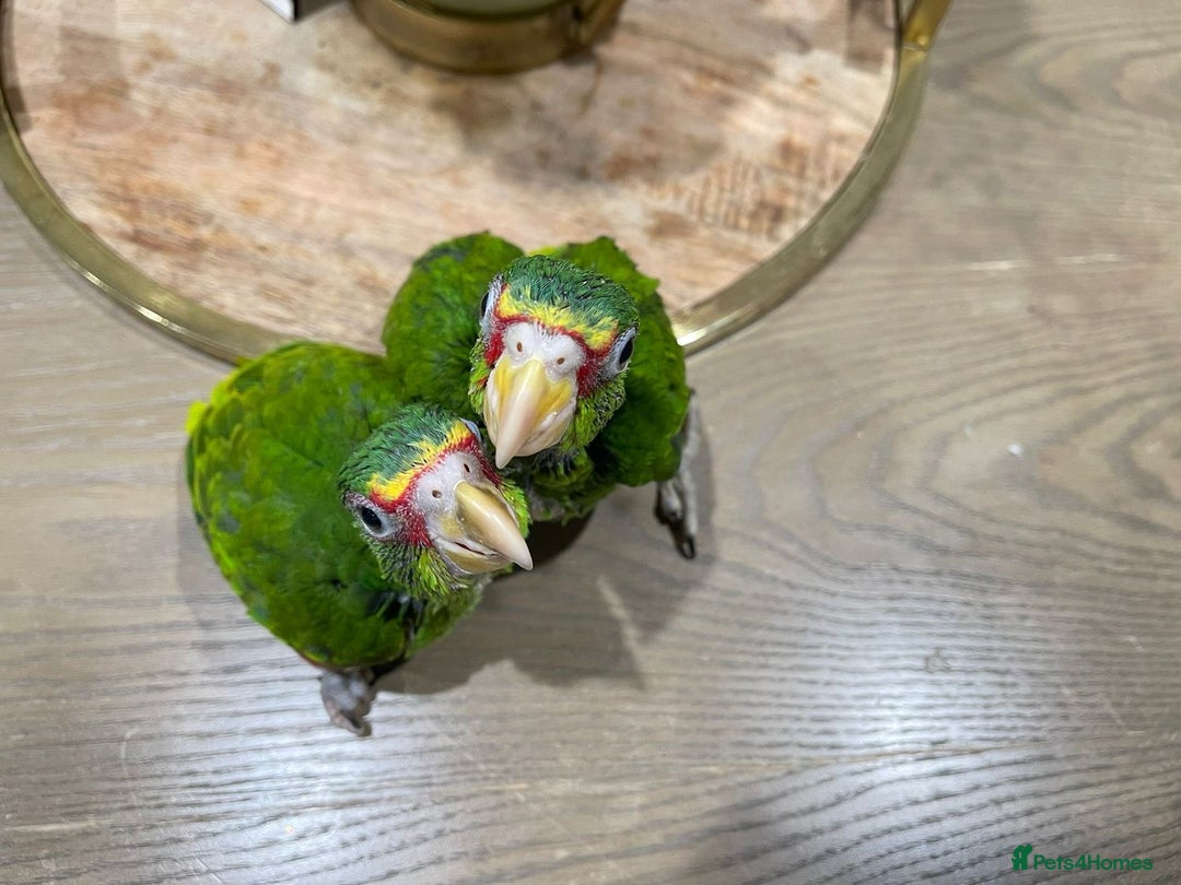 Parrots birds for sale: White fronted amazon baby’s  - Image 1