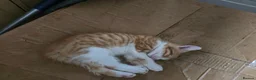 Mixed Breed cats for sale: 4 beautiful kittens ready ror their forever homes. - Advert 3