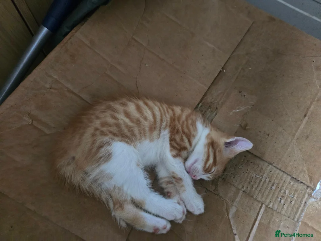Mixed Breed cats for sale: 4 beautiful kittens ready ror their forever homes. - Advert 3