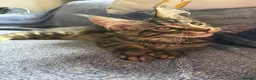 Maine Coon cats for sale: Full Maine coon born 14th feb kittens  - Advert 3