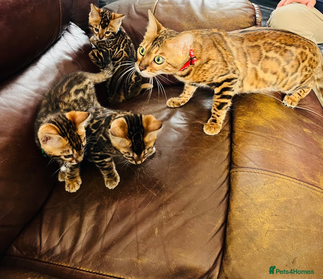 Bengal cats for sale: Available Pure Bengal kittens now! ♥️ - Image 20