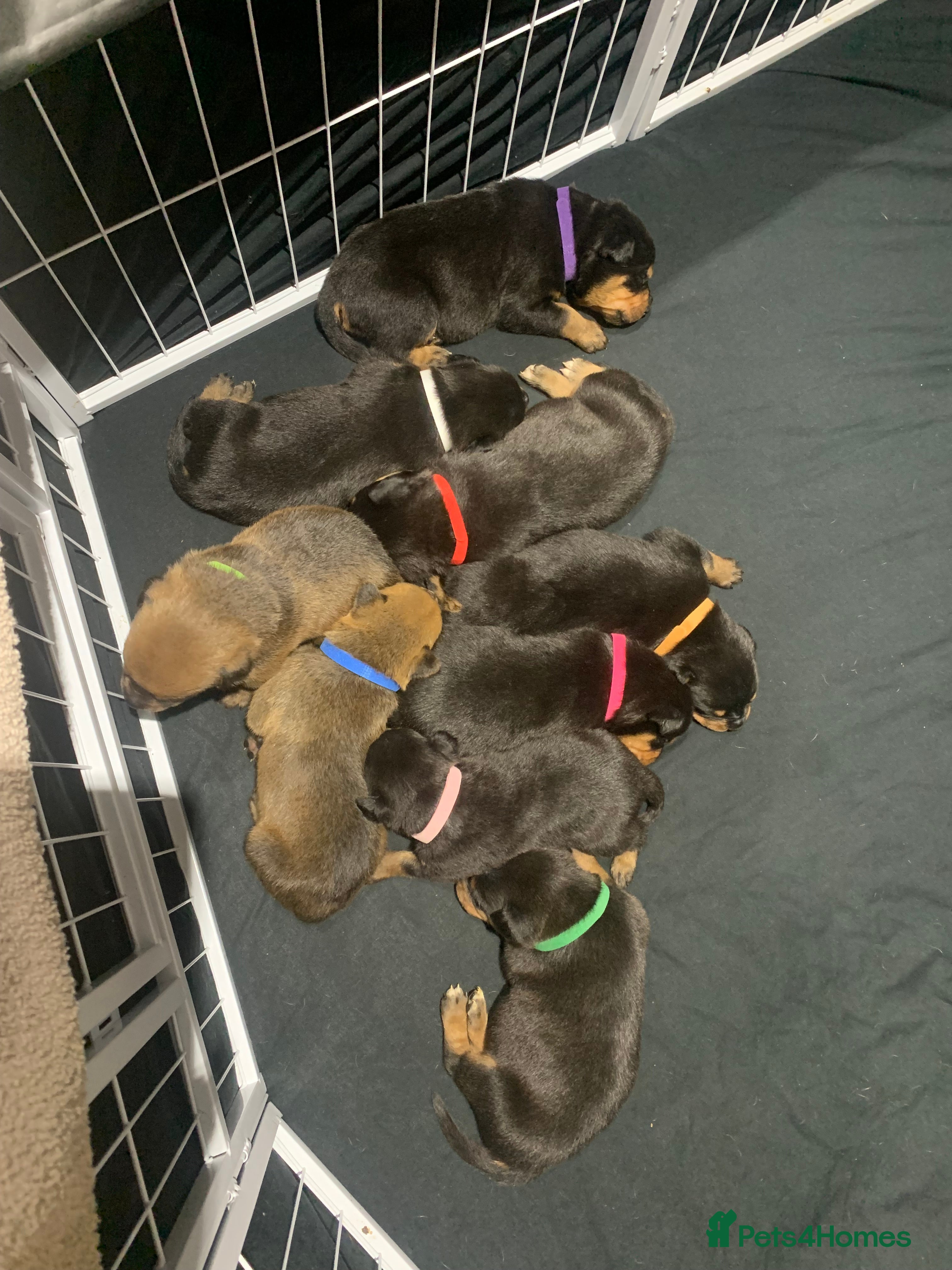 Mixed Breed dogs Rottweiler x American bull staffie - Advert 6