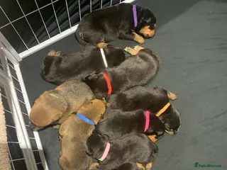 Mixed Breed dogs Rottweiler x American bull staffie - Advert 6