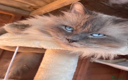 Ragdoll cats for stud: Gccf & TICA CARRYING CHOCOLATE  gccf ragdoll stud  in Merthyr Tydfil - Image 3