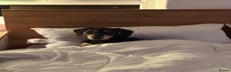Mixed Breed dogs for sale: Diablo - Doberman cross Lurcher  - Advert 6