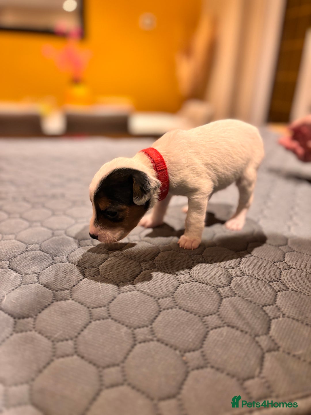 Parson Russell dogs for sale: Parsons Russell Puppies - Advert 6