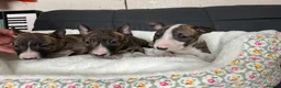 Miniature Bull terrier dogs for sale: Miniature bull terrier puppies  - Advert 9