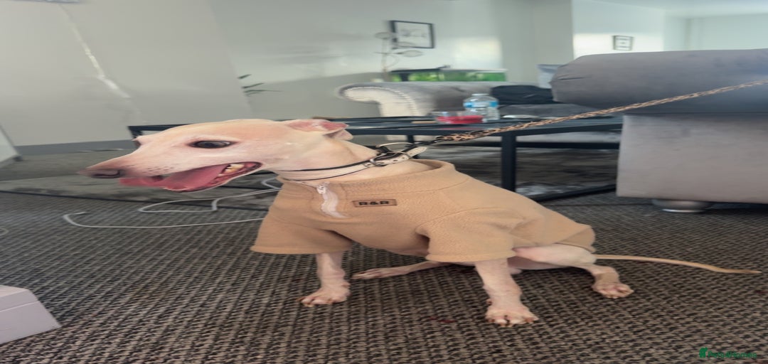 Gallery Image {{count}}