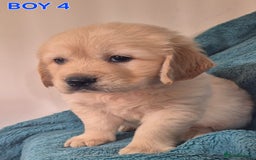 Golden Retriever dogs for sale: Show type Golden Retrievers health tested parents - Image 18