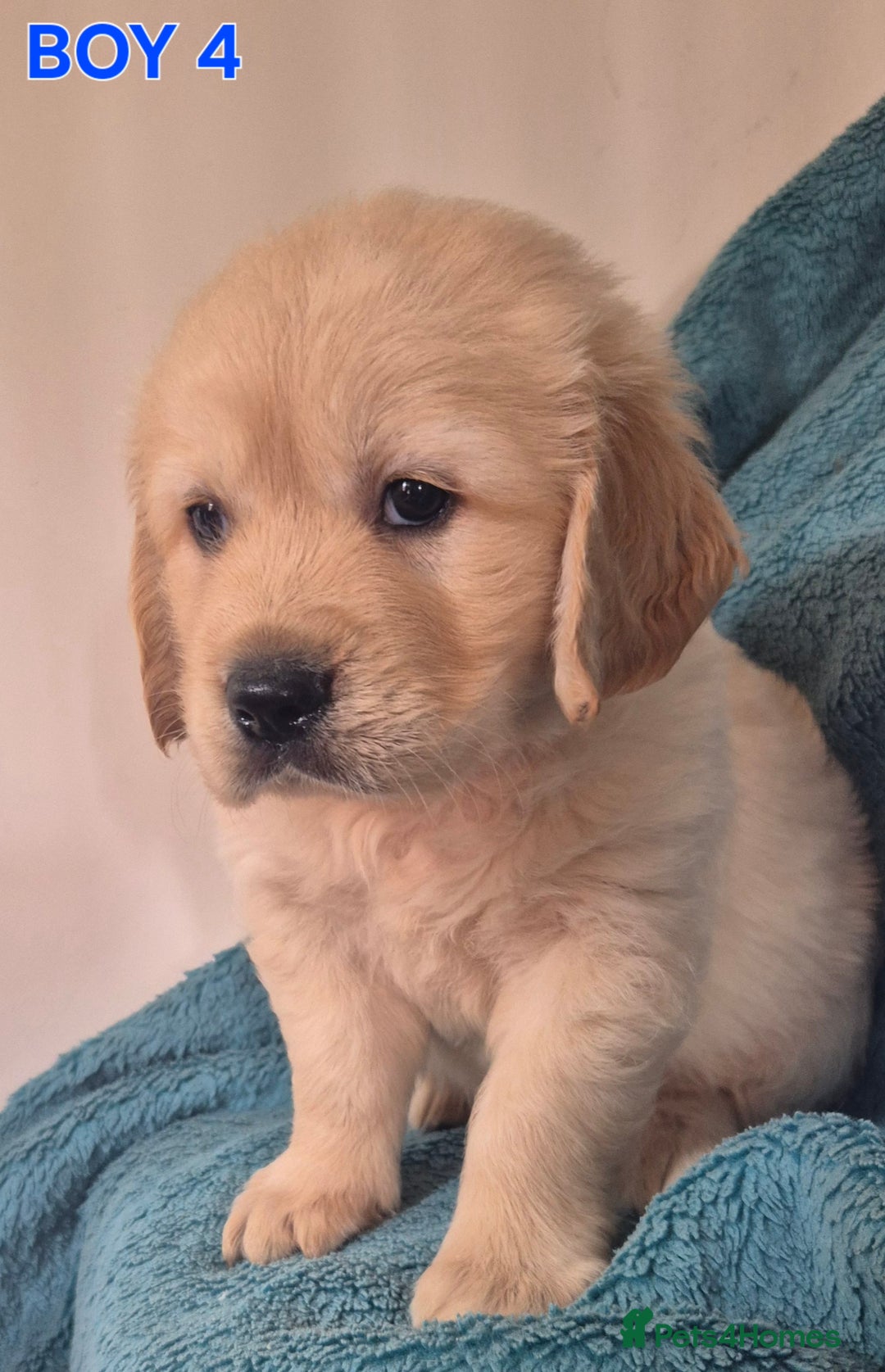 Golden Retriever dogs for sale: Show type Golden Retrievers health tested parents - Image 18