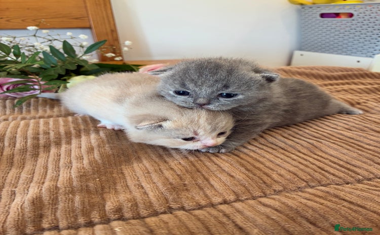 British Shorthair cats - Advert 6