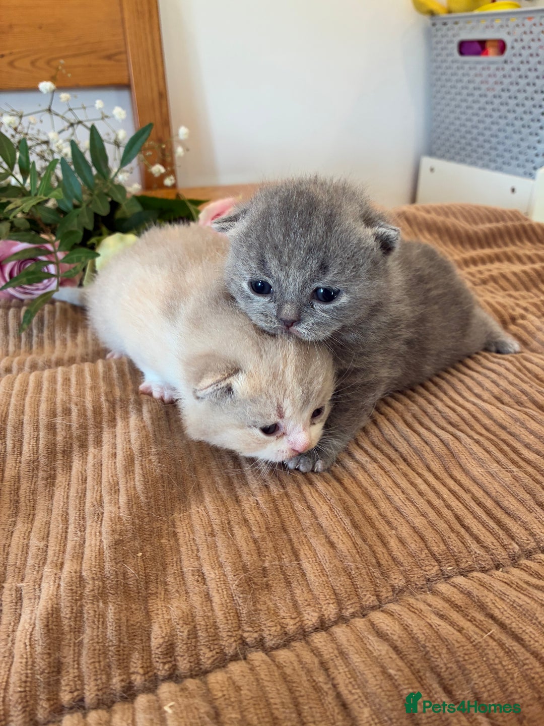 British Shorthair cats for sale: 5 TICA BRITISH SHORTHAIRED KITTENS - Image 2